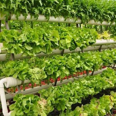 有機農產品風采 重慶市挺進農業專業合作社細節展示