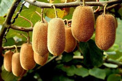 2018年首批地標農產品名單發布，貴州四款優質農產品上榜