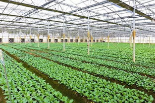 江蘇省農(nóng)業(yè)農(nóng)村廳及13市農(nóng)業(yè)農(nóng)村局調(diào)研云廚一站全產(chǎn)業(yè)鏈發(fā)展