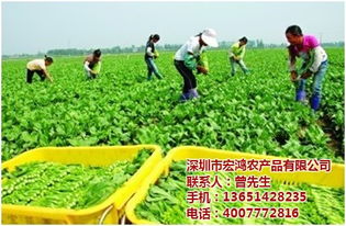宏鴻農(nóng)產(chǎn)品集團(tuán) 專業(yè)工廠蔬菜配送，保障健康餐桌