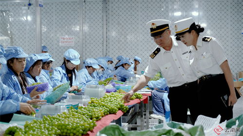 大理州2023年外貿進出口總值大幅增長78.8%，農產品出口表現亮眼