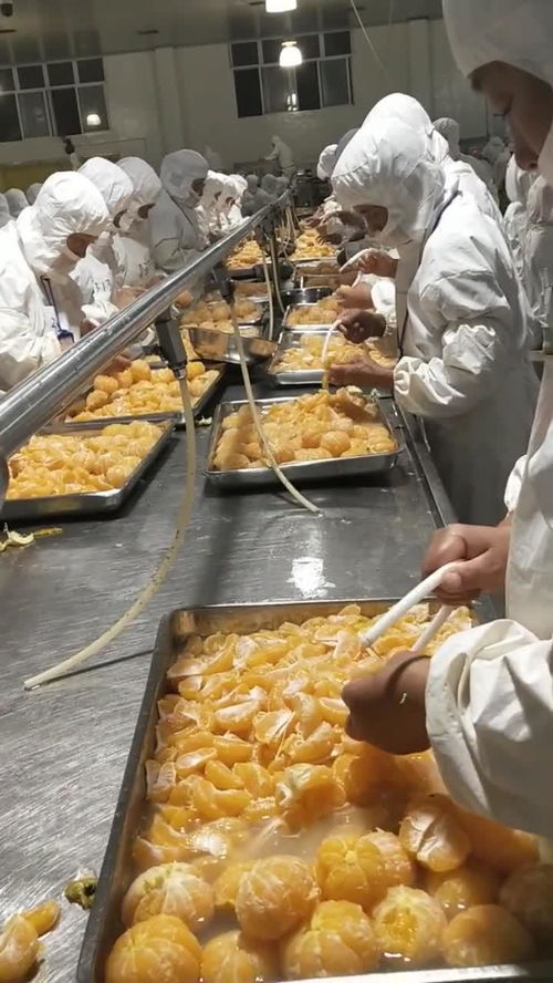 豐島食品廠桔子分揀車間的精細化管理與農產品加工升級